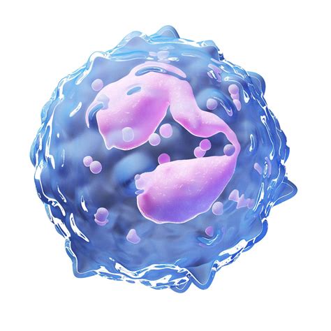 Eosinophil .